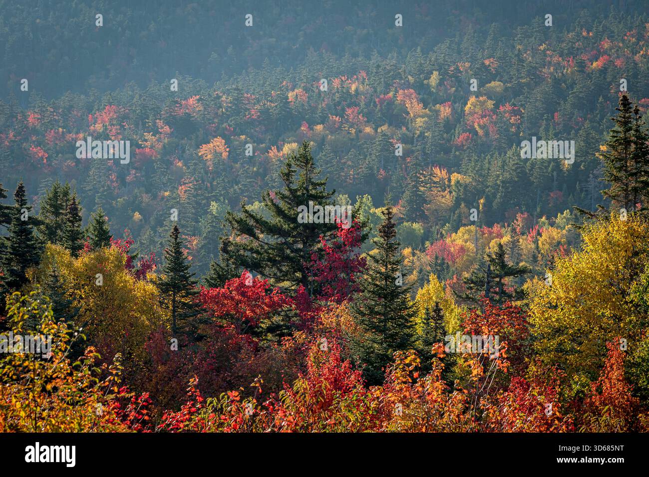 Feuillage d'automne dans les montagnes Withe, humeur du matin, feuillage d'automne, coloration d'automne, route de Kancamagus, New Hampshire, États-Unis Banque D'Images