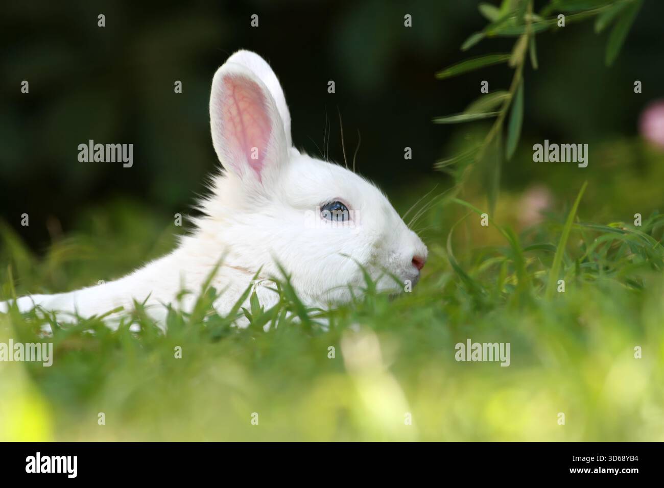 Lapin domestique blanc aux yeux bleus, un lapin Vienne blanc aux yeux bleus, caché dans l'herbe verte Banque D'Images