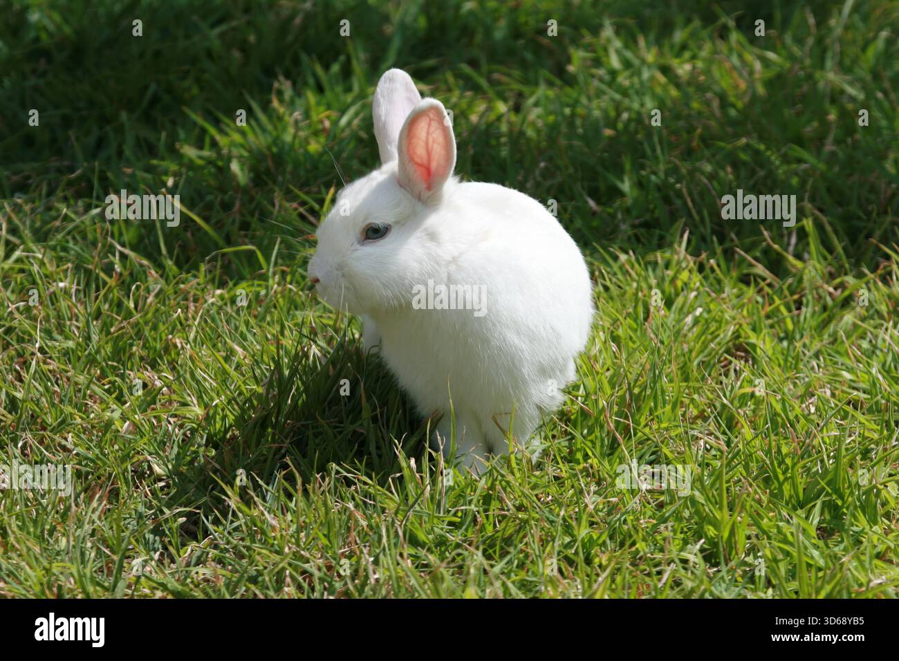 Lapin domestique blanc aux yeux bleus, un lapin Vienne blanc aux yeux bleus, caché dans l'herbe verte Banque D'Images