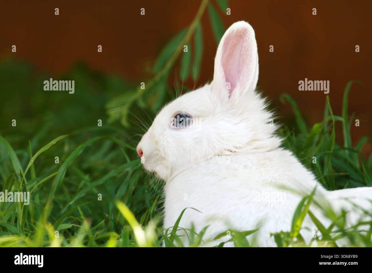 Lapin domestique blanc aux yeux bleus, un lapin Vienne blanc aux yeux bleus, caché dans l'herbe verte Banque D'Images