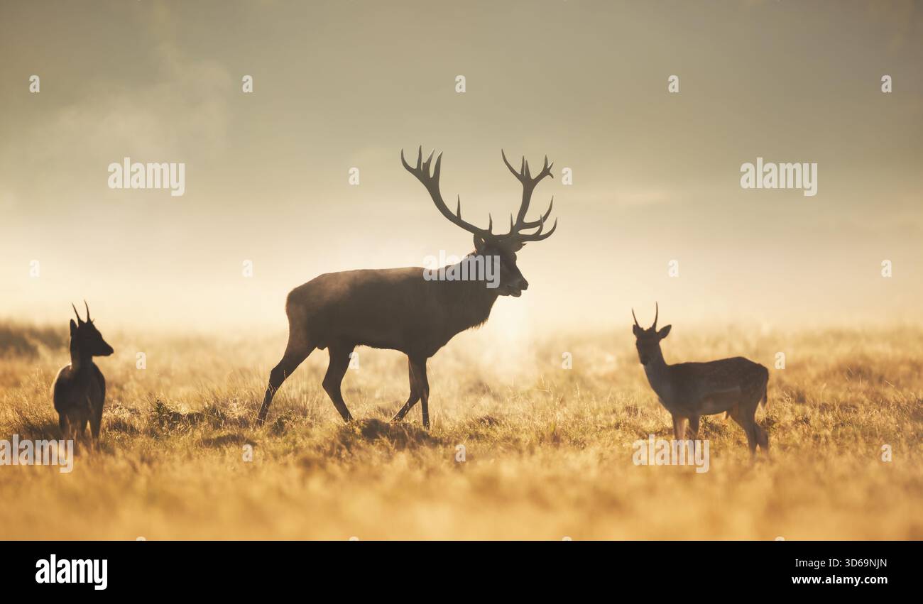 Silhouettes d'un grand cerf de cerf rouge sauvage (Cervus elaphus) debout à côté de deux plus jeunes mâles de cerf en jachère (Dama dama) dans un champ brumeux ouvert à Sunri Banque D'Images