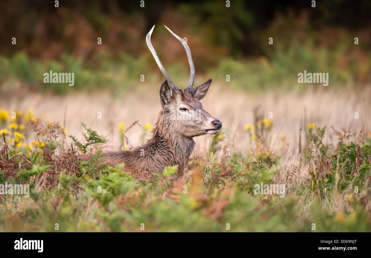 Cerf de cerf rouge (Cervus elaphus) jeune mâle sauvage avec des bois à pointes reposant parmi des fougères vertes et brunes dans le pré d'automne, au Royaume-Uni. Banque D'Images