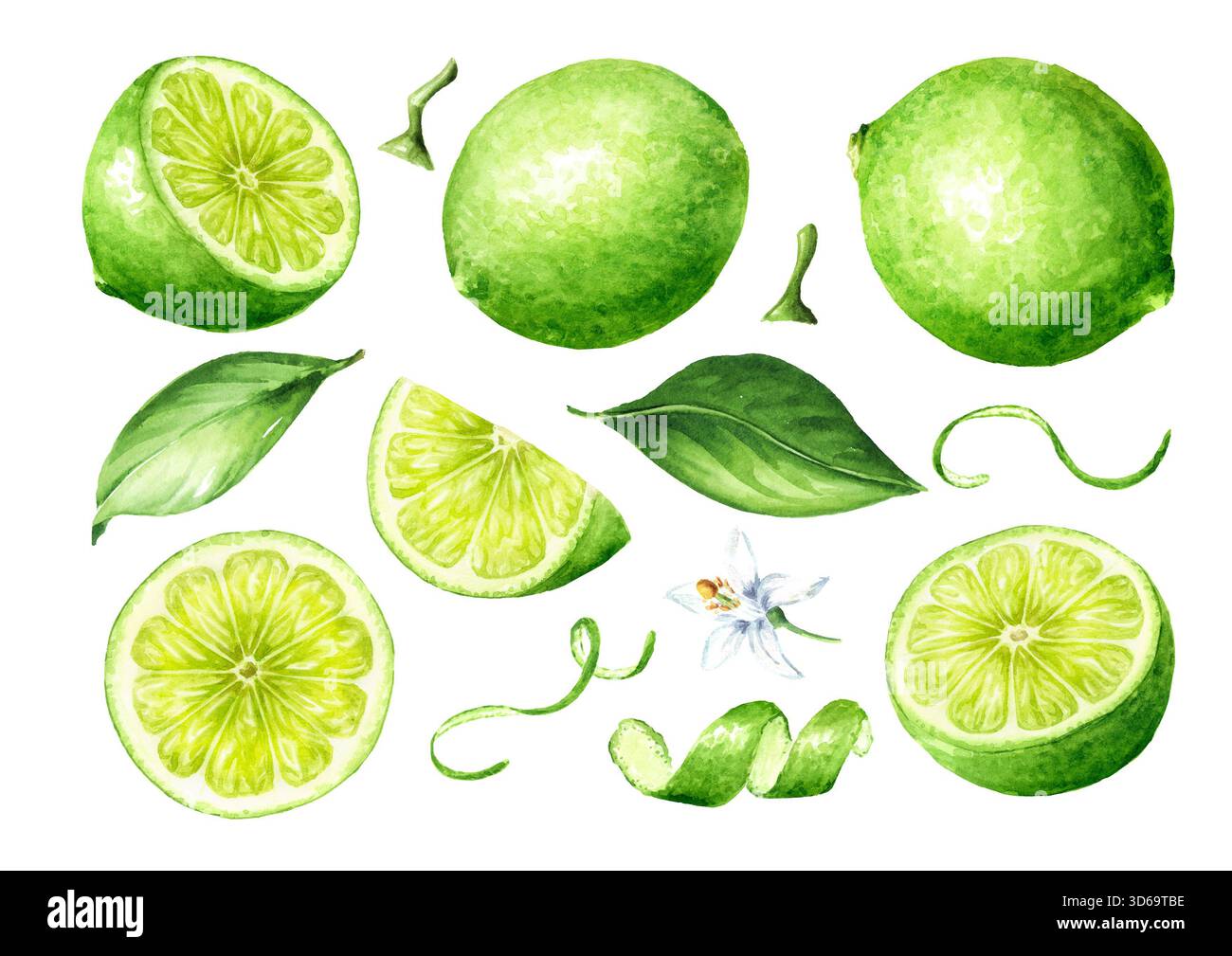 Ensemble de fruits citron vert frais, entiers et en tranches, avec zeste et feuilles vertes. Illustration d'aquarelle dessinée à la main isolée sur fond blanc Banque D'Images