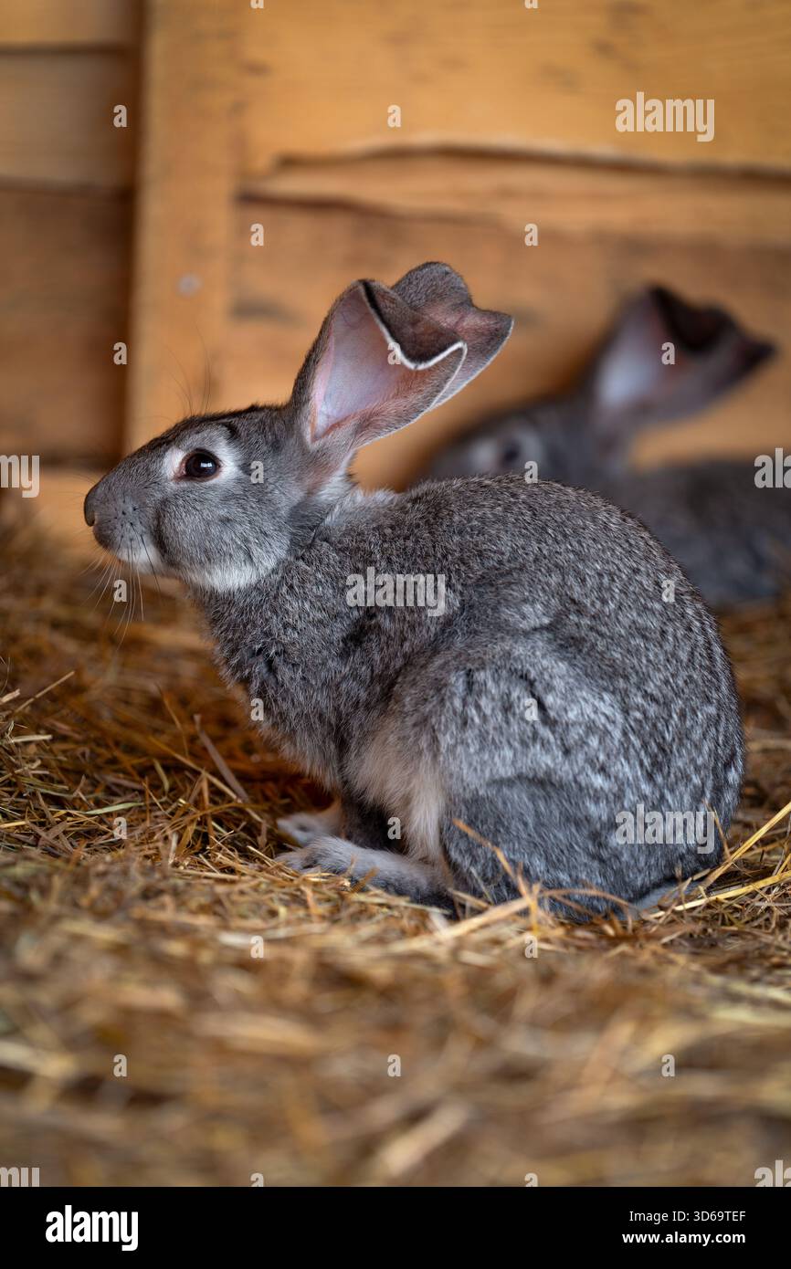 Un lapin gris est assis sur de la paille à l'intérieur d'une cage en bois, vue latérale en gros plan, avec un arrière-plan et un premier plan doux. Banque D'Images