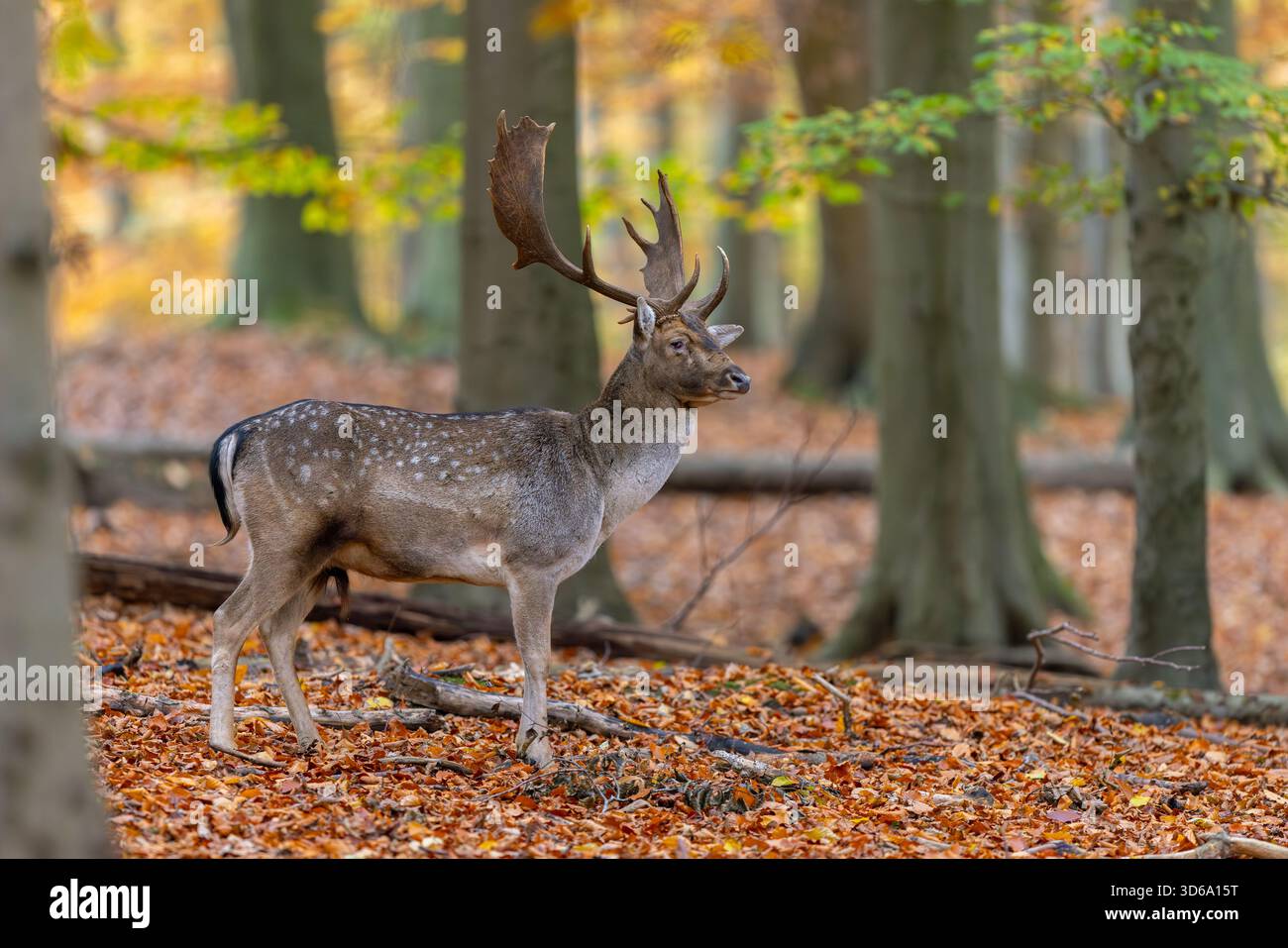 Cerf européen en jachère (Dama dama) buck / mâle avec de gros bois dans la forêt montrant les couleurs d'automne / couleurs d'automne Banque D'Images