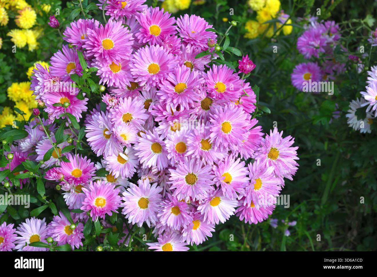 Chrysanthemum morifolium - variété de chrysanthème coréen appelée météorite Banque D'Images