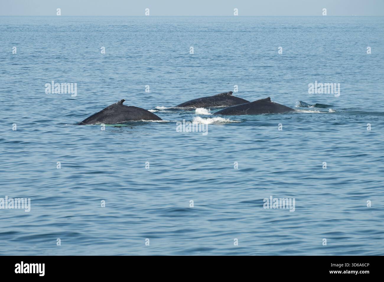 Baleines à bosse vues depuis le bateau d'excursion Banque D'Images