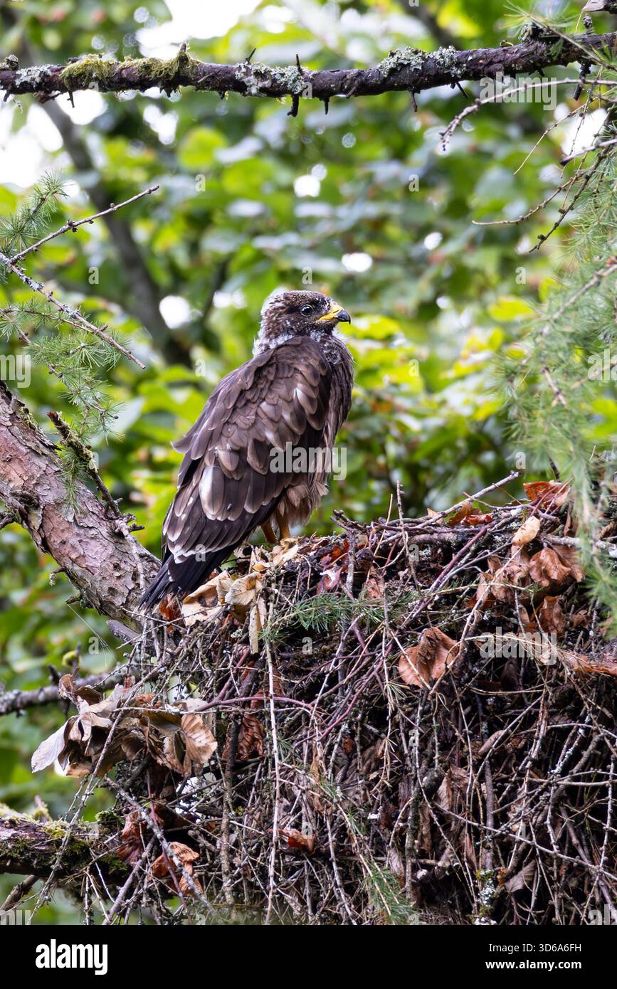 Oiseau juvénile européen (Pernis apivorus) dans un nid, Hesse, Allemagne Banque D'Images