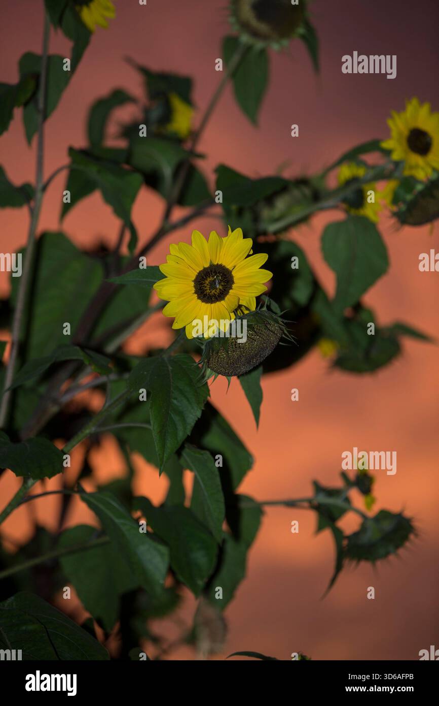 Tournesols à l'aube. Banque D'Images