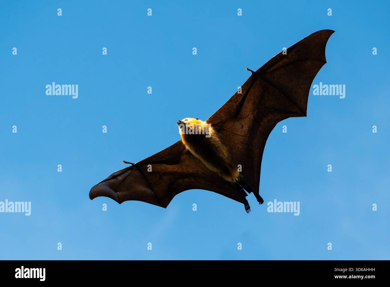Greater Mascarene Flying Fox (Pteropus Niger) adulte en vol, Maurice Banque D'Images