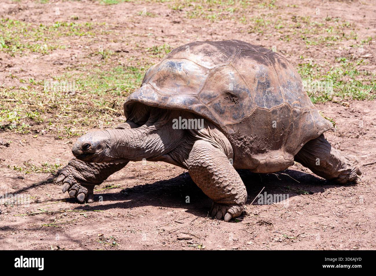 Tortue géante - Aldabrachelys gigantea, belle grande tortue longue vie des îles de l'océan Indien, Maurice. Banque D'Images