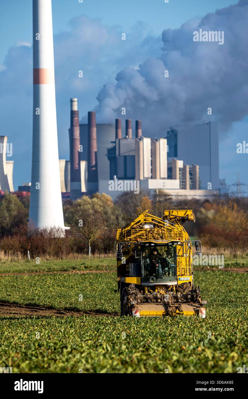 Récolte de betteraves sucrières avec une récolteuse de betteraves à sucre automatique et numérisée Ropa Tiger S6 près de Grevenbroich, avec la centrale électrique au lignite de Neurath Banque D'Images