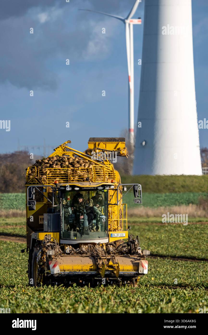 Récolte de betteraves sucrières avec une récolteuse de betteraves à sucre automatique et numérisée Ropa Tiger S6 près de Grevenbroich, Rhénanie du Nord-Westphalie, Allemagne. Banque D'Images