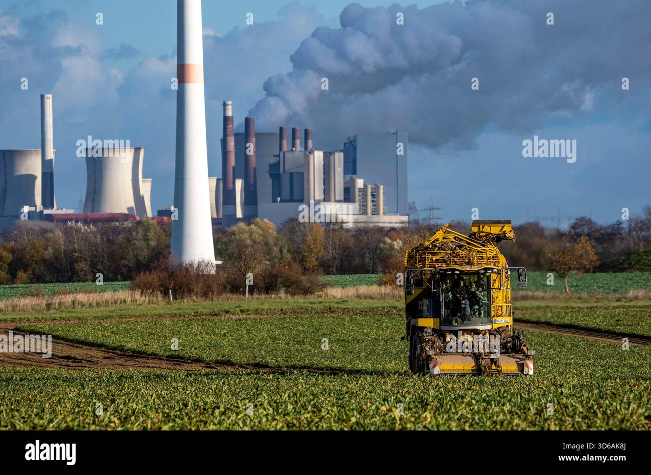 Récolte de betteraves sucrières avec une récolteuse de betteraves à sucre automatique et numérisée Ropa Tiger S6 près de Grevenbroich, avec la centrale électrique au lignite de Neurath Banque D'Images