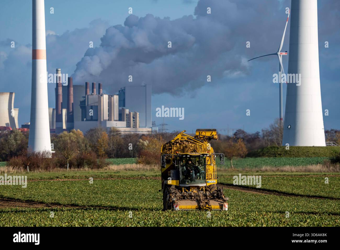Récolte de betteraves sucrières avec une récolteuse de betteraves à sucre automatique et numérisée Ropa Tiger S6 près de Grevenbroich, avec la centrale électrique au lignite de Neurath Banque D'Images
