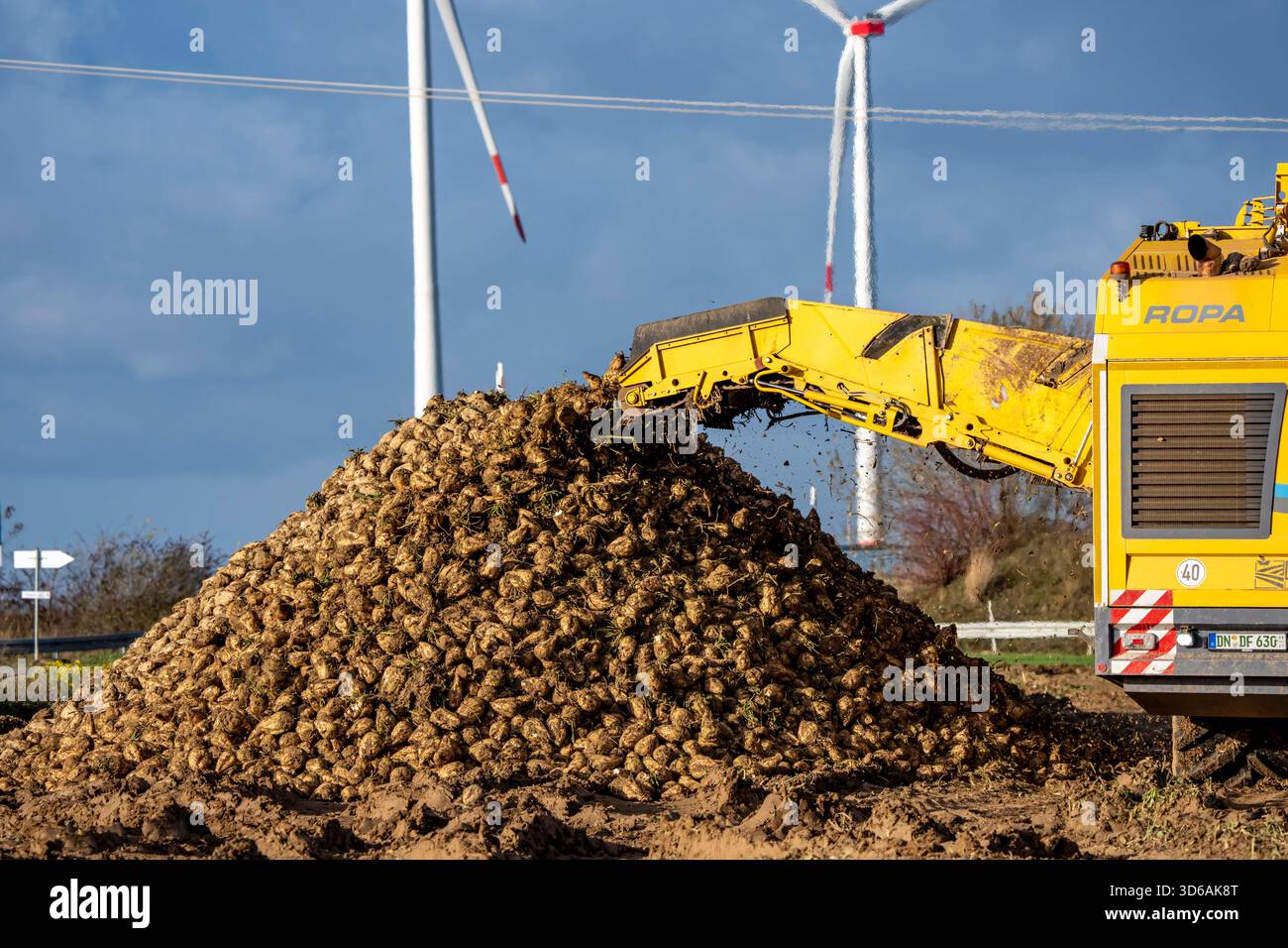 Récolte de betteraves sucrières, à l'aide d'une récolteuse de betteraves à sucre automatique et numérisée Ropa Tiger S6, empilant les récoltes au bord du champ dans une pile, près de Grev Banque D'Images