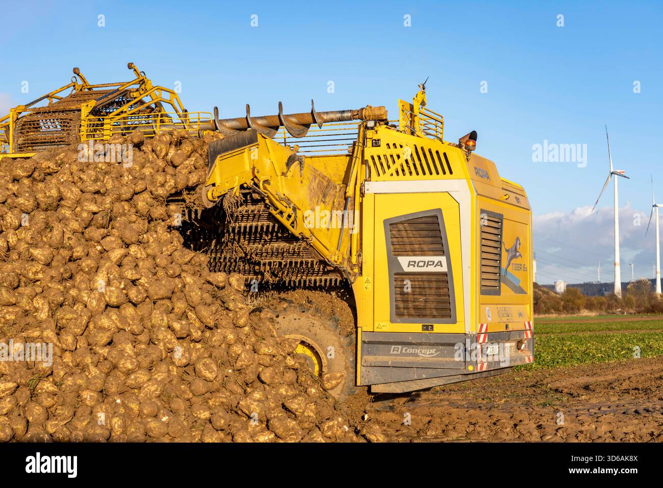 Récolte de betteraves sucrières, à l'aide d'une récolteuse de betteraves à sucre automatique et numérisée Ropa Tiger S6, empilant les récoltes au bord du champ dans une pile, près de Grev Banque D'Images