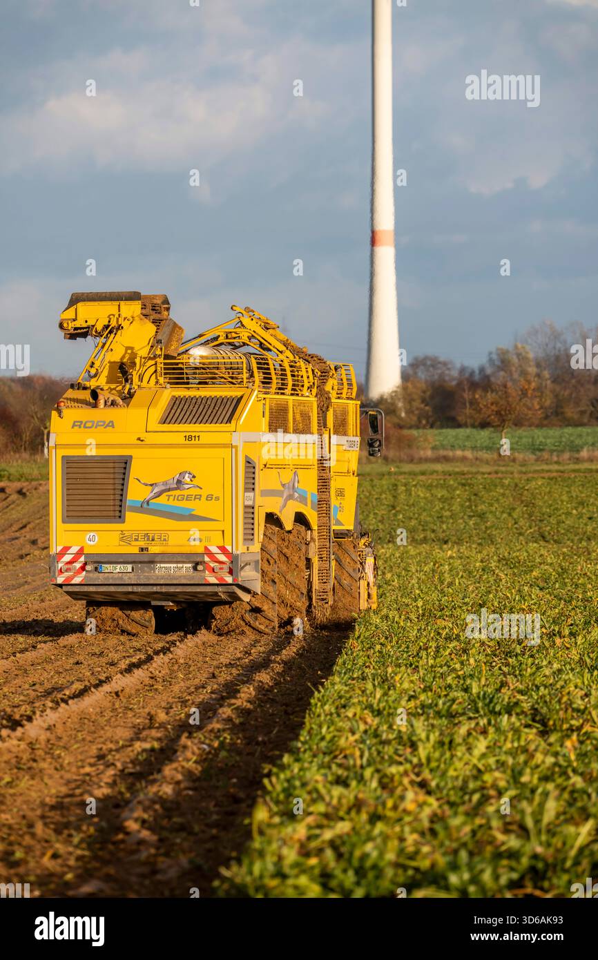 Récolte de betteraves sucrières, à l'aide d'une récolteuse de betteraves à sucre automatique et numérisée Ropa Tiger S6, près de Grevenbroich, Rhénanie du Nord-Westphalie, Allemagne. Banque D'Images