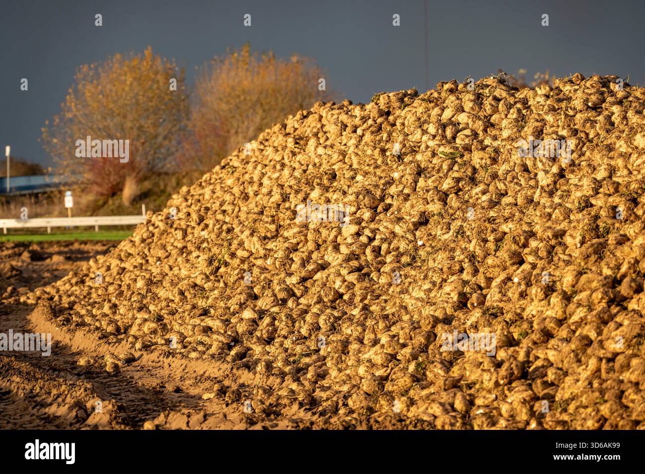 Agriculture, les betteraves sucrières sont empilées en bordure du champ après récolte, stockage des betteraves, stockage temporaire avant transport à la sucrerie, Banque D'Images
