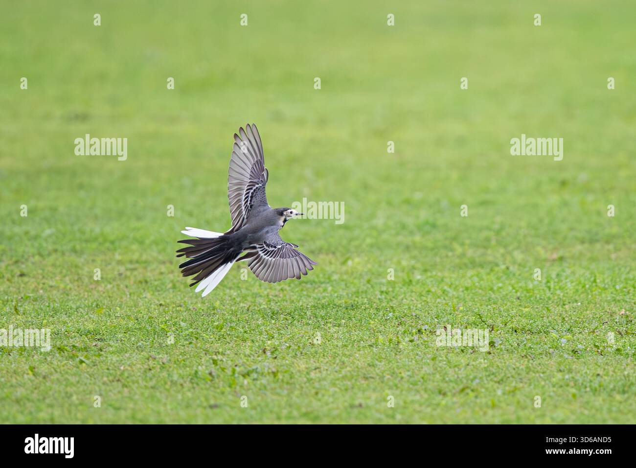 Wagtail blanc (Motacilla alba) prise et vol avec ailes ouvertes, Falsterbo, Suède Banque D'Images