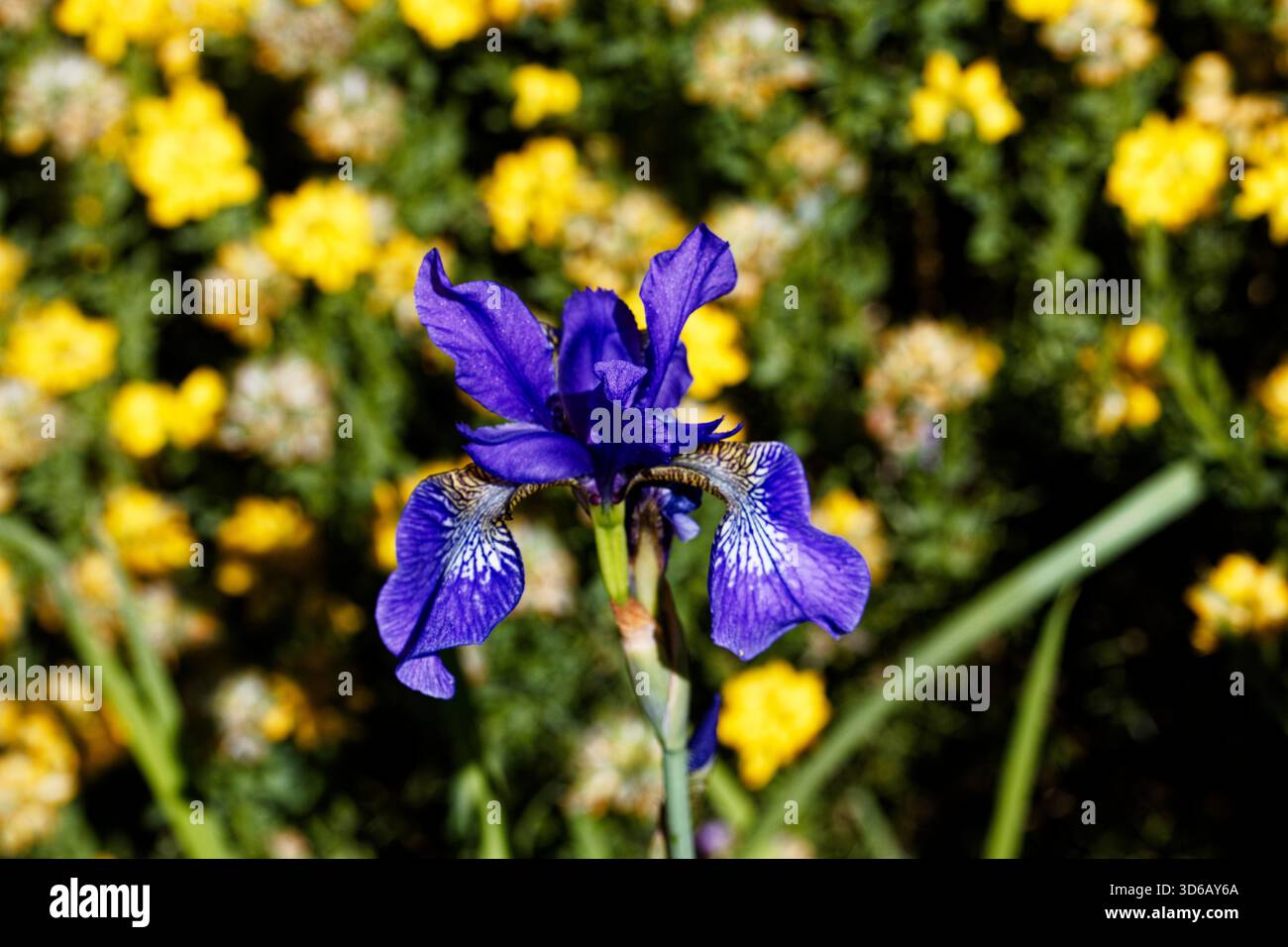 Iris sibirica, communément appelé iris sibérien ou drapeau sibérien, est une espèce de plante à fleurs de la famille des Iridaceae. Banque D'Images