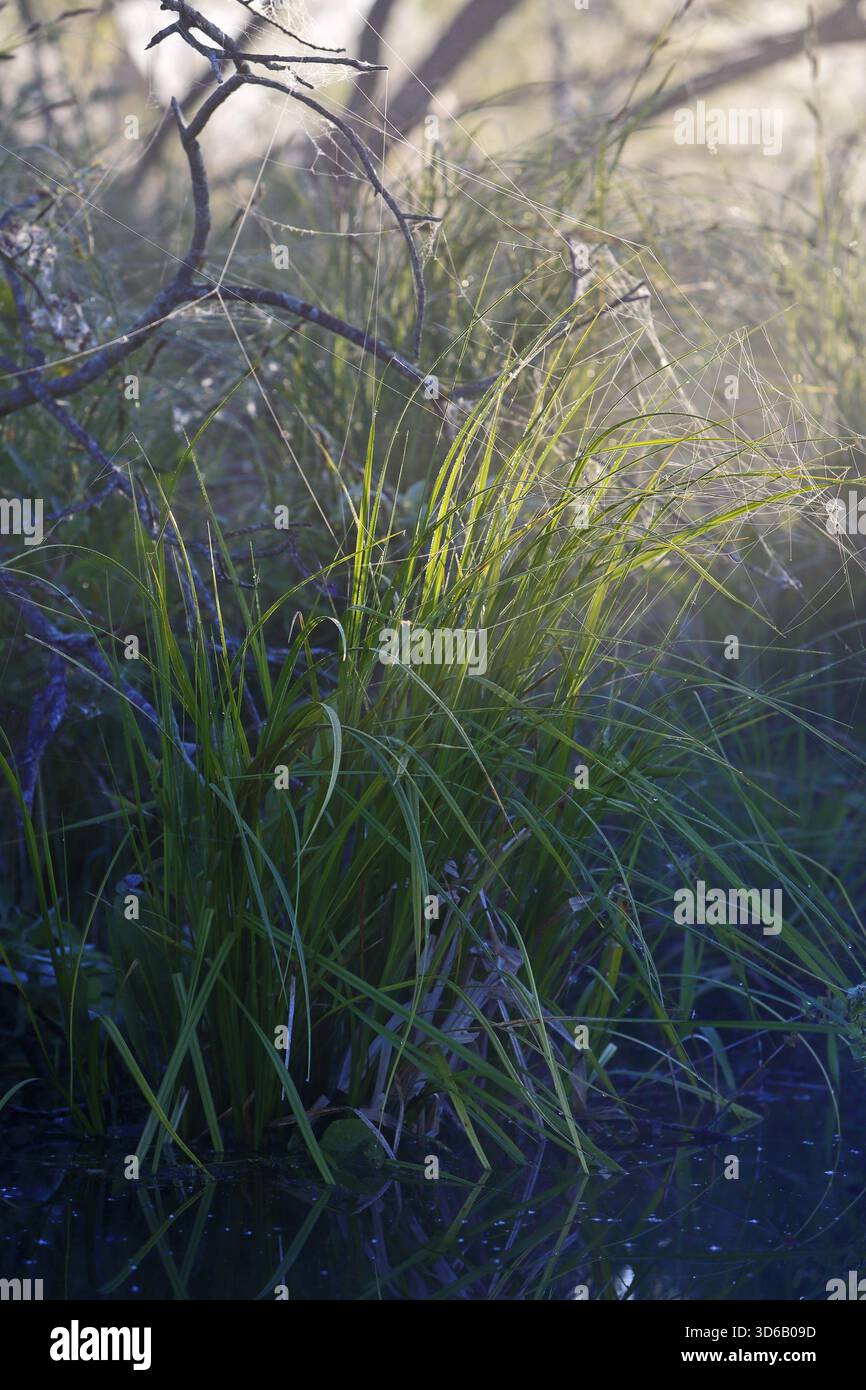 Herbe dans la nature illuminée par la lumière atmosphérique du soleil et de l'ombre, parc naturel Peenetal, Mecklenburg-Poméranie occidentale, Allemagne Banque D'Images