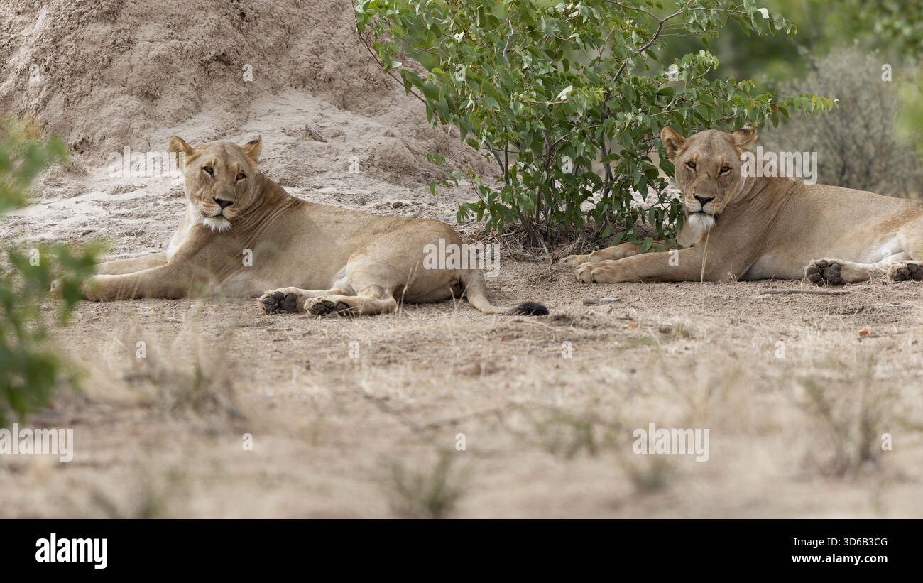 Lion Banque D'Images