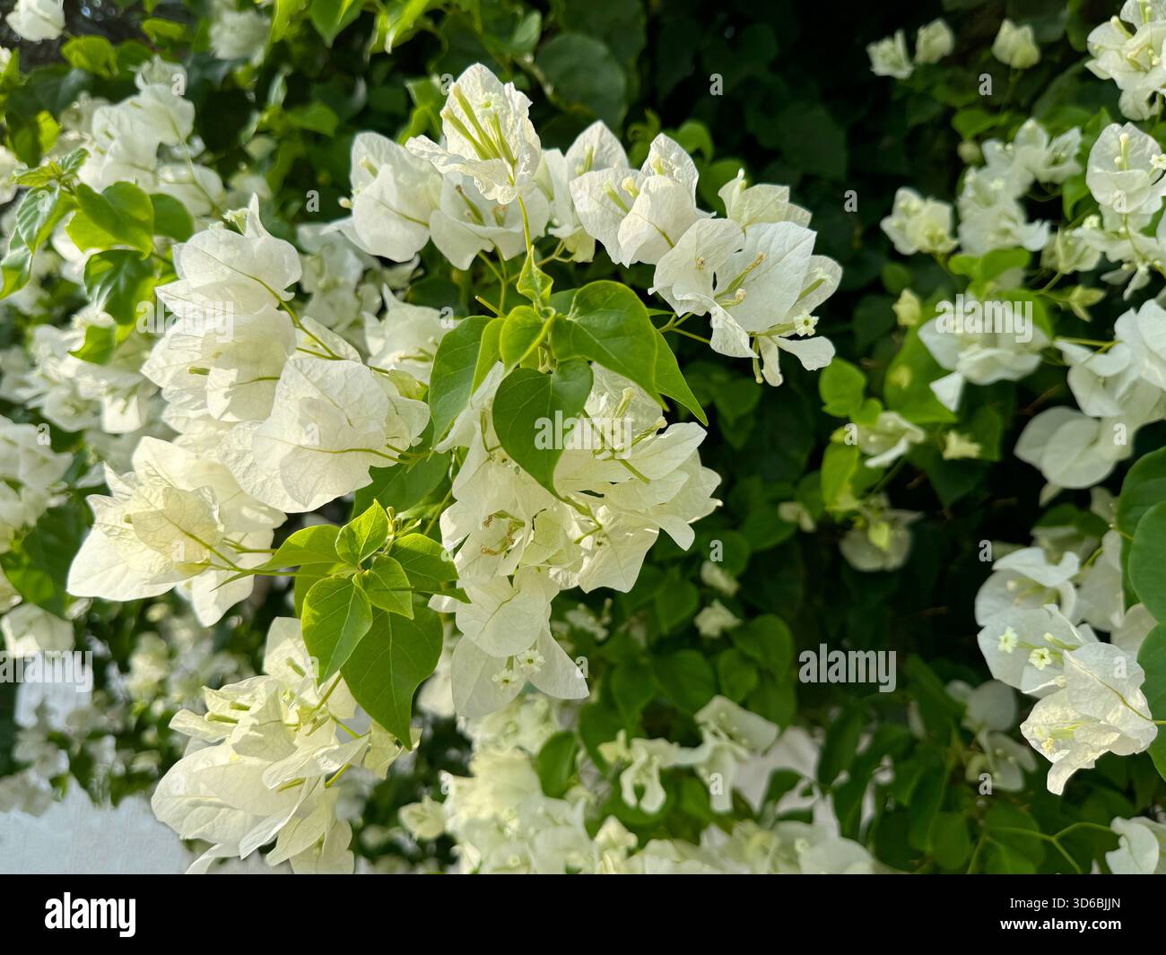 Bougainvillea fleur blanche belle plante à fleurs Banque D'Images
