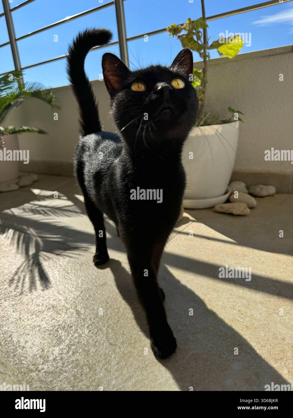 Chat noir mignon sur la terrasse Banque D'Images