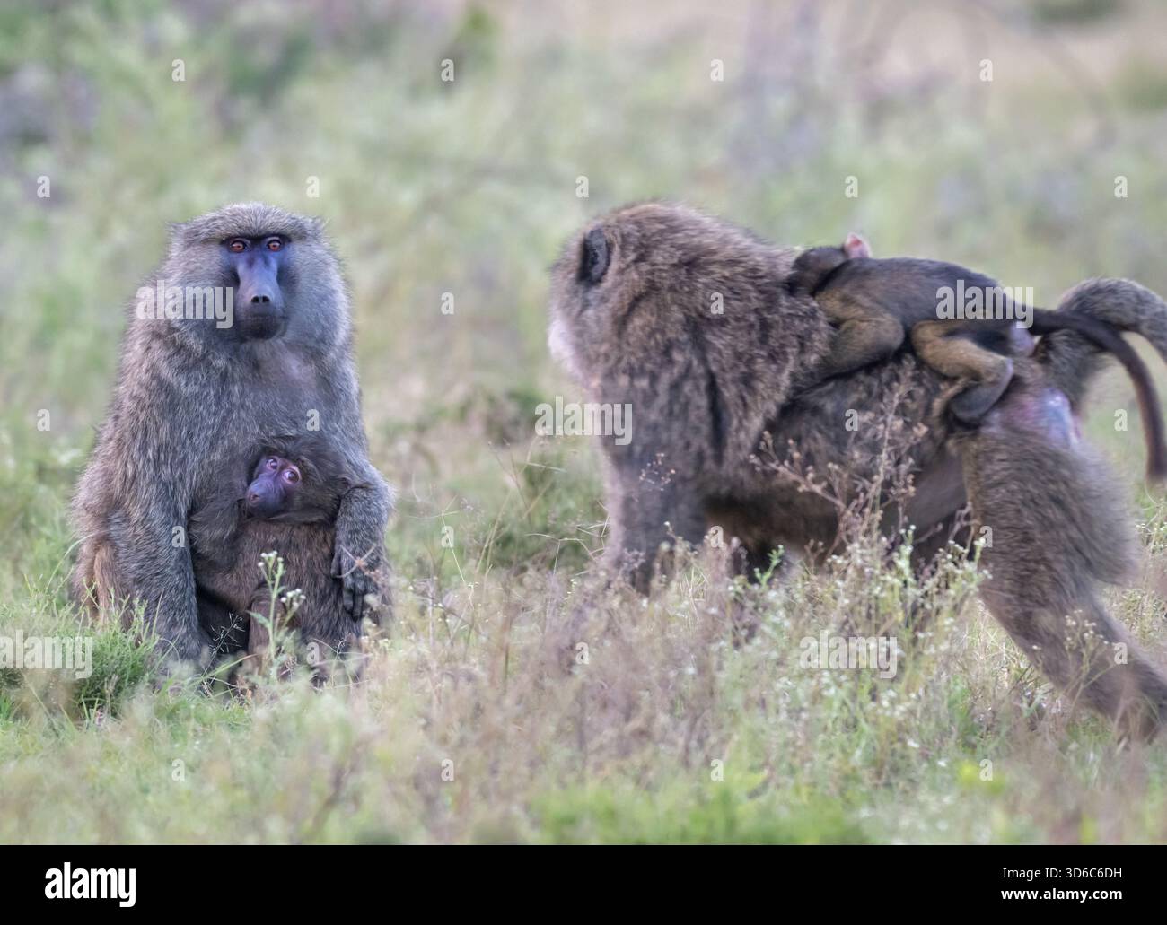Le groupe de babouins olives (Papio anubis) - mères qui prennent soin de bébé dans le parc national Maasai Mara, Kenya Banque D'Images