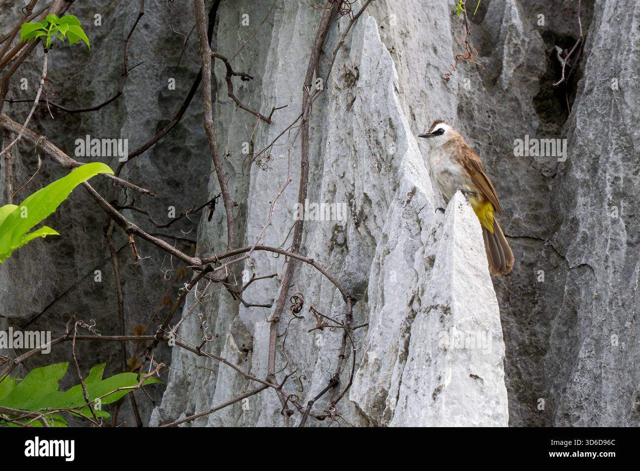 Jaune-vented Bulbul - Pycnonotus goiavier, petit oiseau perché des forêts et des bois d'Indonésie, Vietnam. Banque D'Images