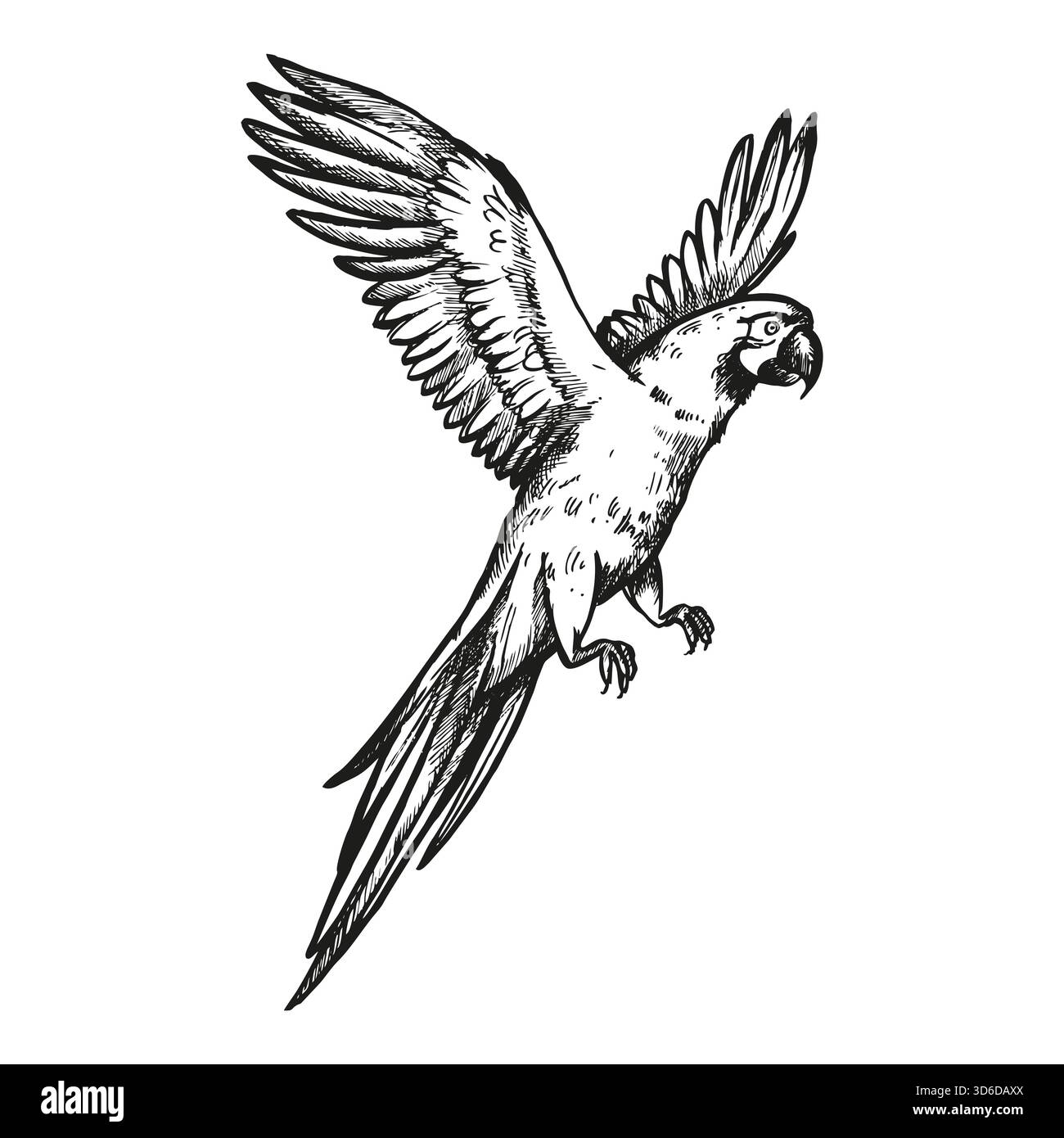 perroquet volant dessiné à la main avec des ailes ouvertes, oiseau de forêt tropicale, illustration vectorielle d'animal exotique, croquis de gravure noir et blanc d'animal de compagnie, zoo Illustration de Vecteur