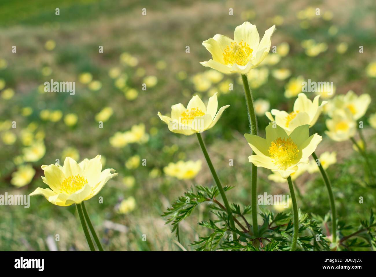 Pulsatilla alpina ou Anemone alpina, fleurs sauvages dans le pré de montagne, Dolomites Italie, Alpes européennes Banque D'Images