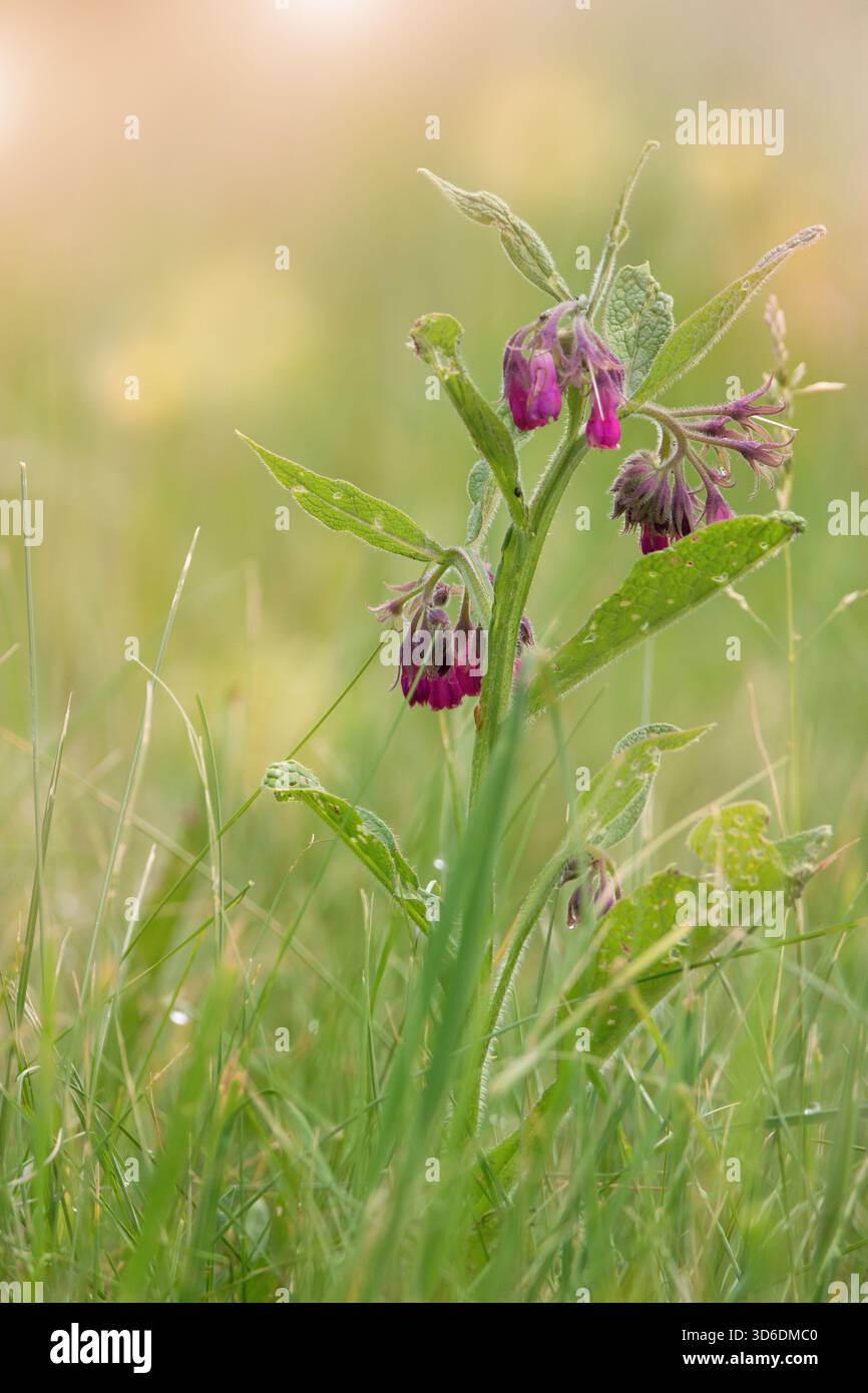Fleur de consoude commune et herbe dans la prairie d'été Banque D'Images