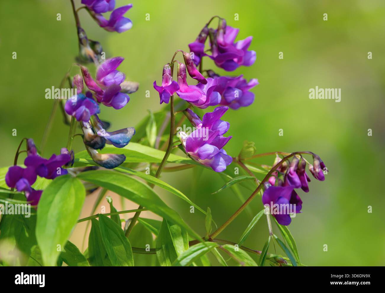 Fleurs de pois printanières sur le fond vert (Lathyrus vernus) Banque D'Images