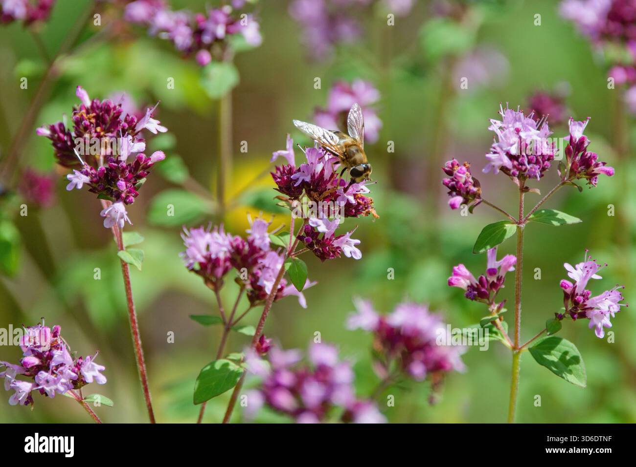 Détail de belle fleur d'origan et abeille dans le jardin Banque D'Images