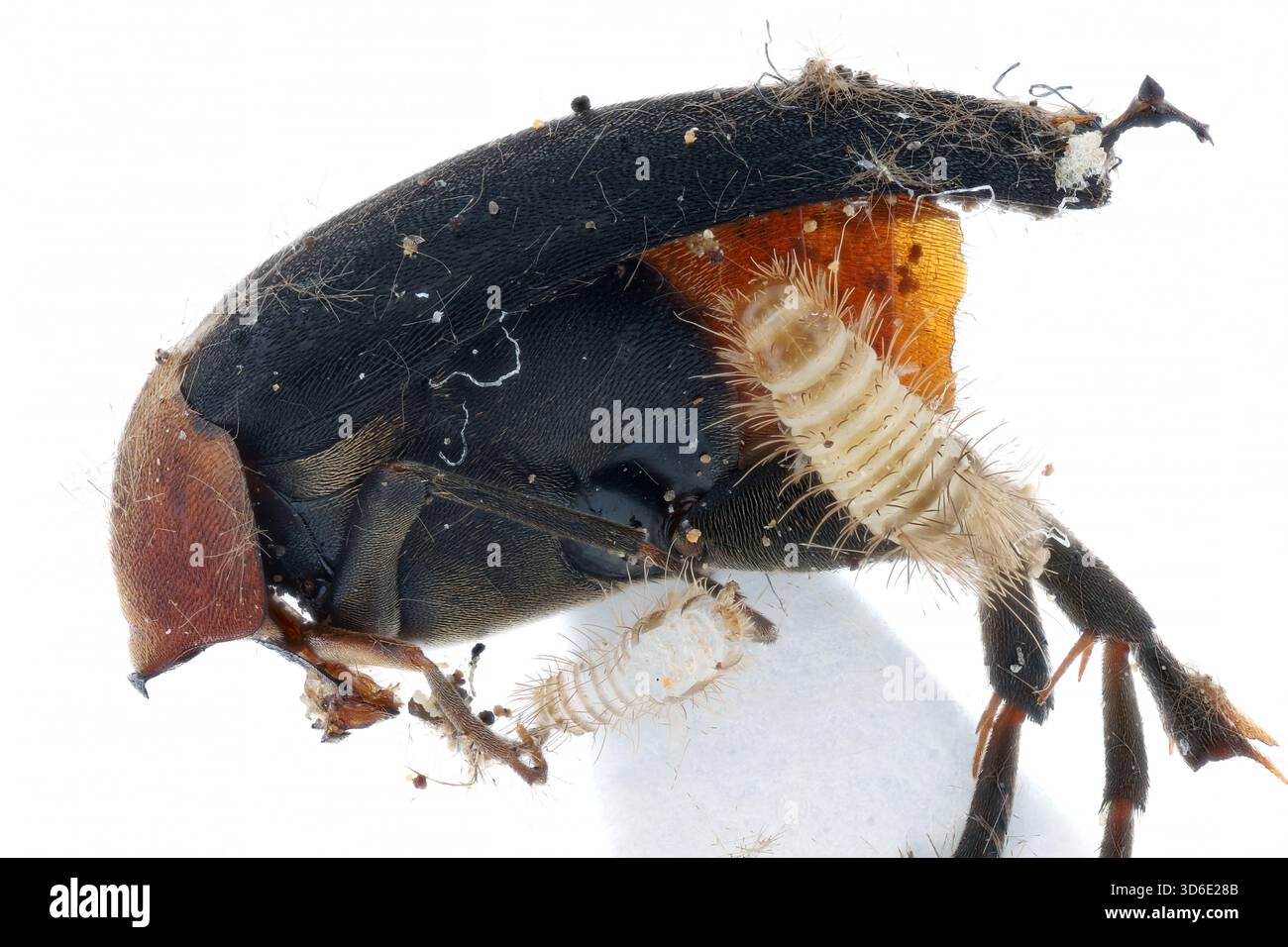 Insecte de la collection du musée détruit par la larve de coléoptères, Dermestidae. Banque D'Images