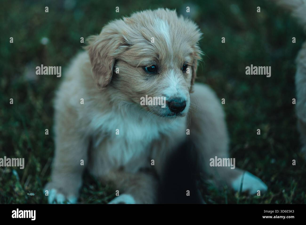 Le petit chiot bordoodle blond regarde la caméra Banque D'Images
