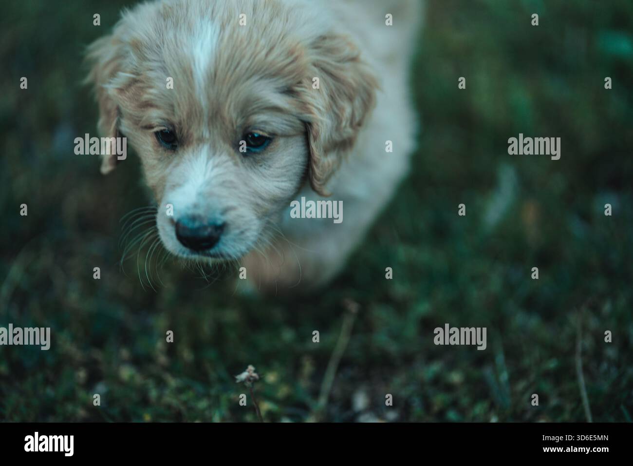 Le petit chiot bordoodle blond regarde la caméra Banque D'Images