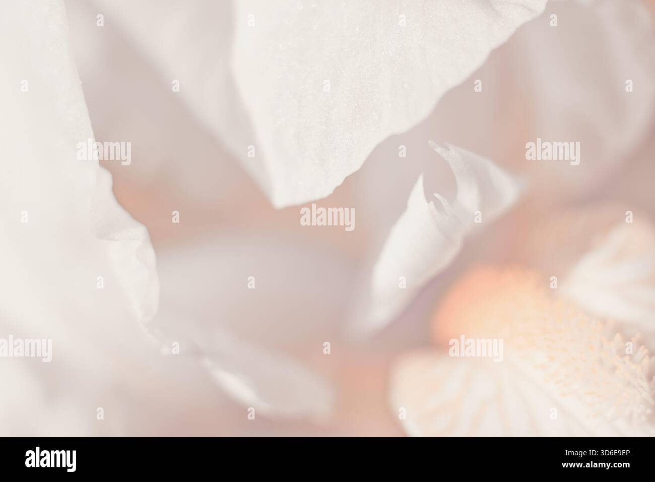Fond floral abstrait, fleur en gros plan, couleurs pastel Banque D'Images