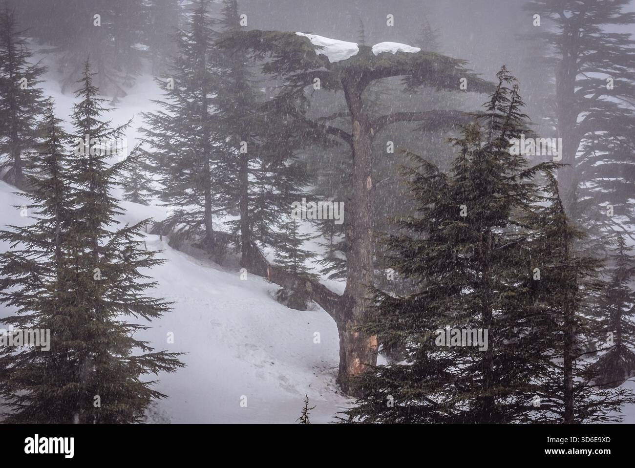 Cèdres, une partie du parc des cèdres de Dieu à Bsharri, Liban Banque D'Images