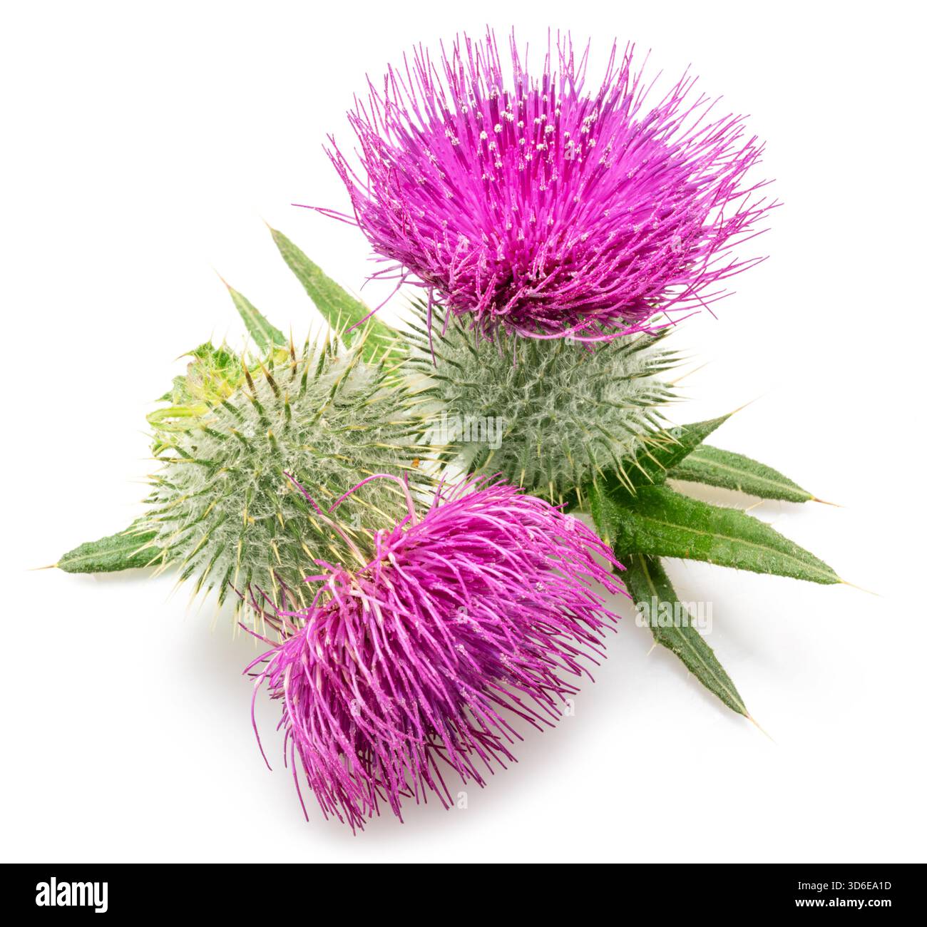 Têtes de fleurs de chardon Marie isolées sur fond blanc. Banque D'Images