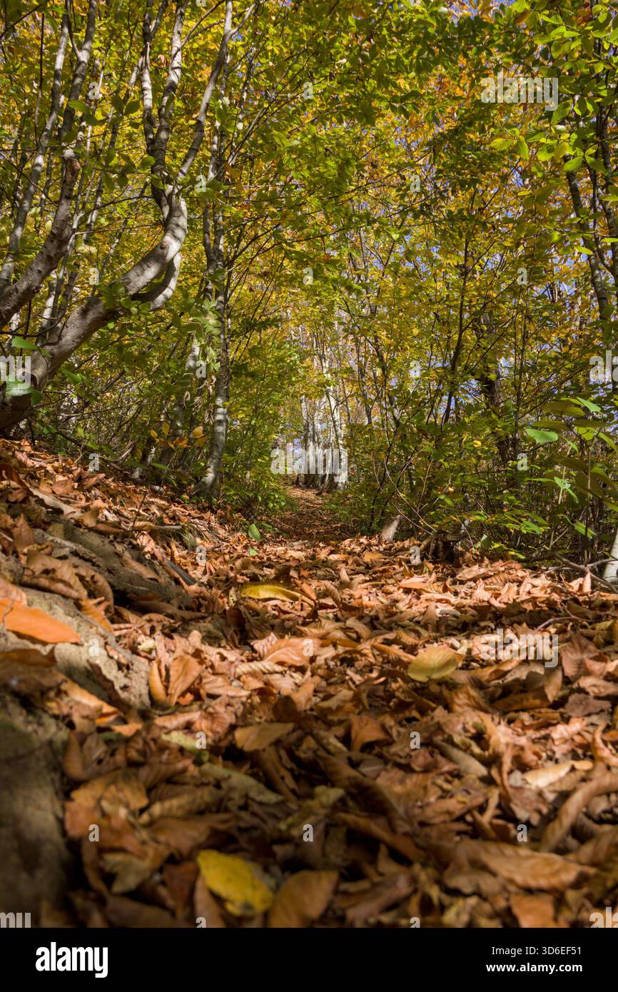 Vue en angle bas du sentier forestier d'automne couvert de feuilles sèches Banque D'Images