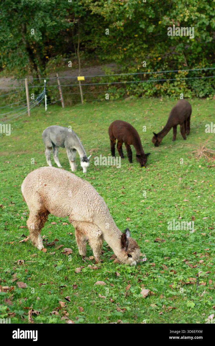 Les manteaux doux scintillent tandis que quatre alpagas errent librement, grignotant sur l'herbe vibrante sous les teintes dorées de l'automne, incarnant la tranquillité rurale et la simplicité Banque D'Images