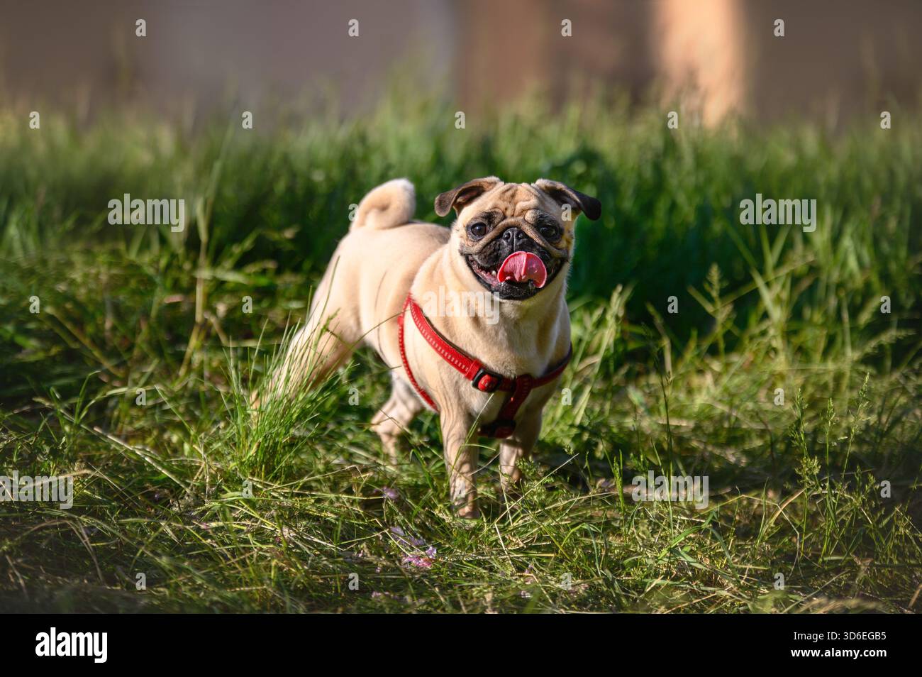 pug chiot jouant dans la nature Banque D'Images