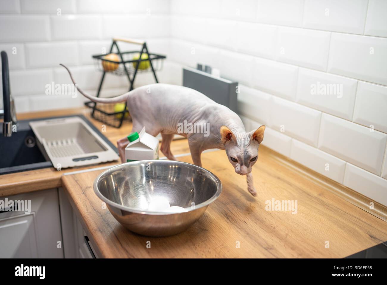 Un chat Sphynx curieux avec des rides distinctes explore un comptoir de cuisine, mettant en valeur son aspect unique et sans poils dans un environnement intérieur confortable, pe Banque D'Images