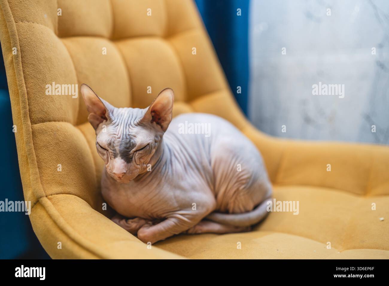 Un chat Sphynx, connu pour son apparence sans poils, repose confortablement sur une chaise jaune vif avec les yeux fermés Banque D'Images