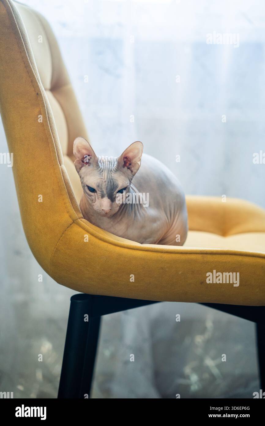 Un chat Sphynx sans poils est assis confortablement sur une chaise rembourrée jaune vif, regardant vers la caméra avec sa peau ridée distinctive et sa grande EA Banque D'Images