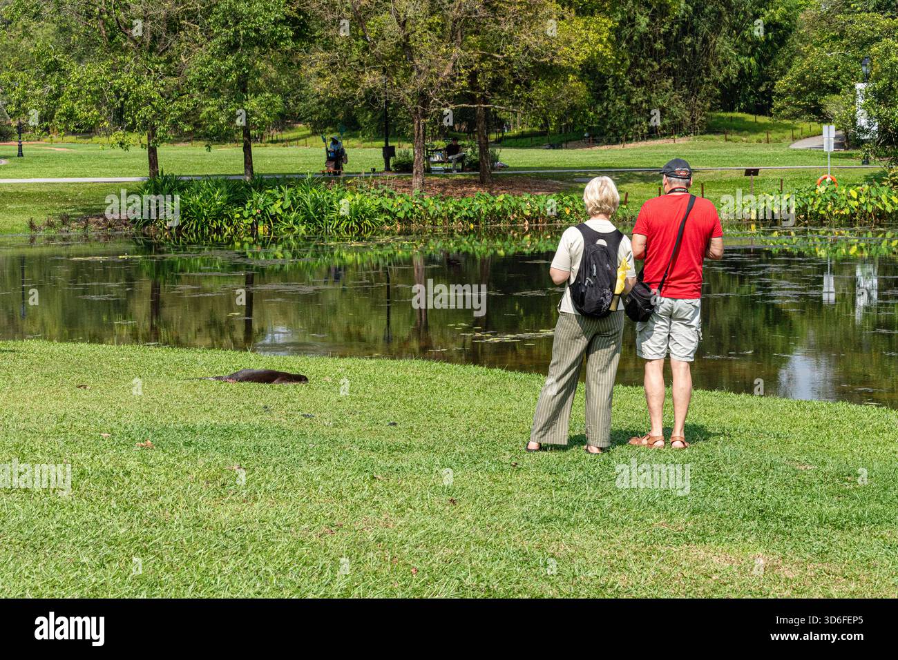 Touristes regardant une loutre endormie à côté de l'Eco Lake dans les jardins botaniques de Singapour, Singapour, Asie du Sud-est Banque D'Images