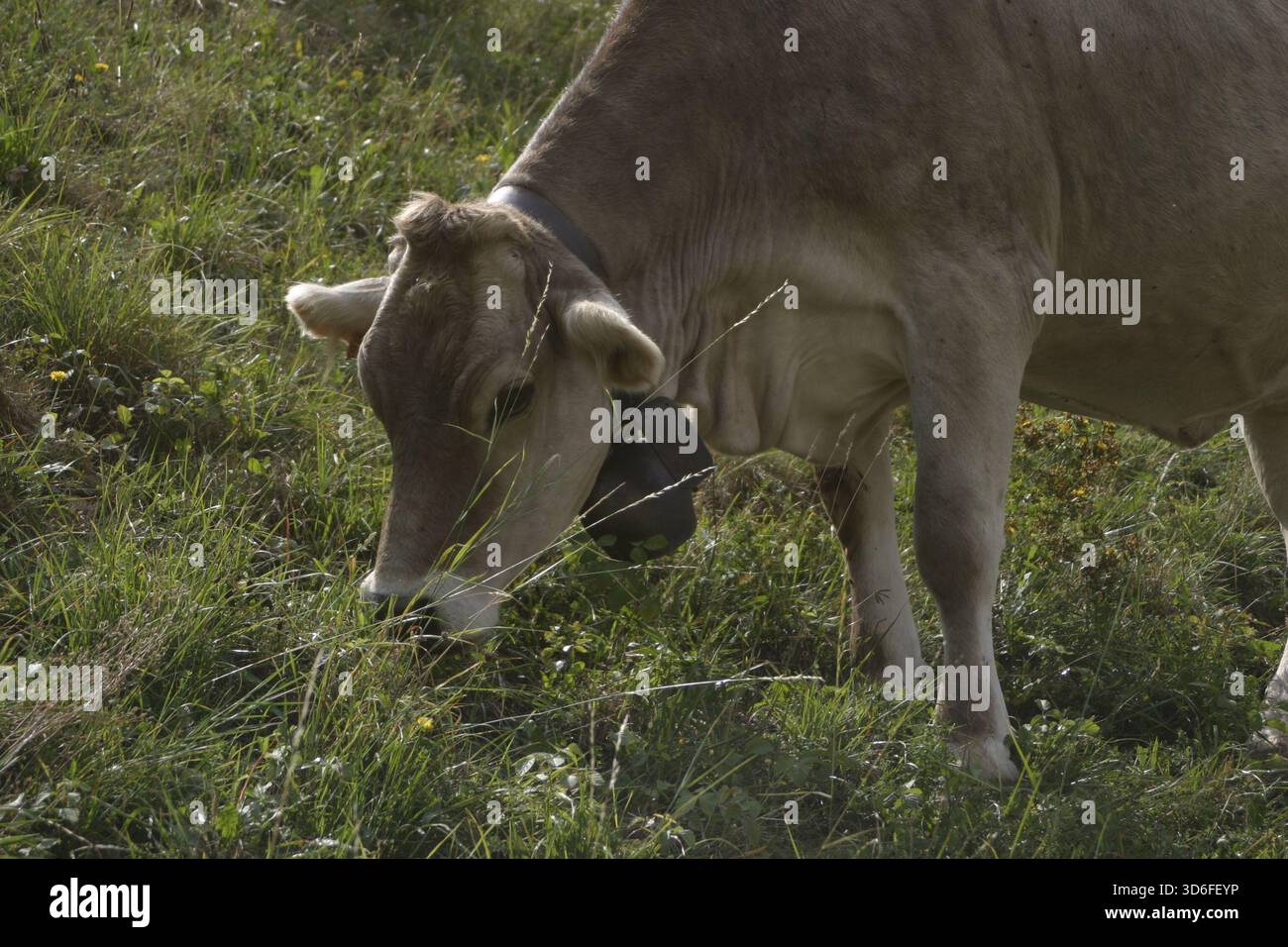 Portrait d'une vache brun clair broutant sur une colline escarpée près de la ville de Bergame. Banque D'Images